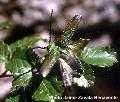 Cheloderus penai