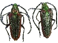 Oxypeltus quadrispinosus