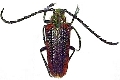 Oxypeltus quadrispinosus