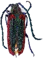 Oxypeltus quadrispinosus
