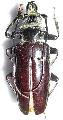 Anthracocentrus capensis