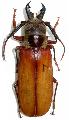 Bracheocentrus duvivieri