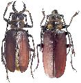 Acanthophorus serraticornis