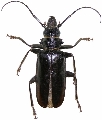 Anthracocentrus rugiceps 