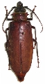 Ommatomenus megalops 