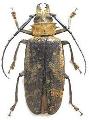Tithoes maculatus maculatus