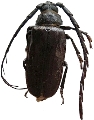 Closterus  flabellicornis