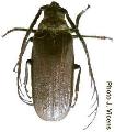 Closterus oculatus