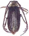 Closterus oculatus