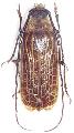 Prionoplus reticularis