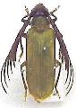 Rhipidocerus australasiae