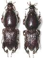 Hypocephalus armatus