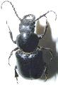 Migdolus fryanus