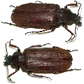 Pathocerus wagneri