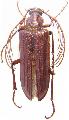 Pathocerus wagneri