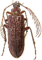 Pathocerus wagneri