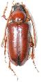 Pseudopathocerus humboldti
