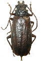 Cacodacnus hebridanus 