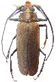 Orthomegas jaspideus
