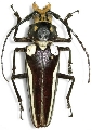 Callipogon (Callipogon) lemoinei