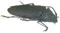 Navosoma luctuosum