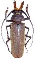 Orthomegas pehlkei