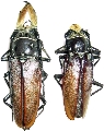 Callipogon (Callipogon) senex