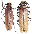 Orthomegas similis