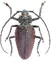Ctenoscelis coeus