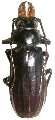 Jamwonus subcostatus