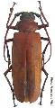 Orthomegas cinnamomeus