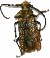 Callipogon (Spiloprionus) sericeomaculatus 