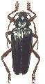 Elateropsis scabrosus