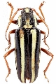 Elateropsis lineatus
