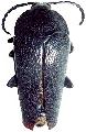 Holonotus laevithorax