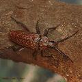 Solenoptera luciae