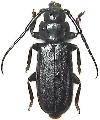 Eurypoda (Eurypoda) boninensis