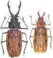 Macrodontia cervicornis