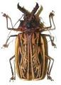 Macrodontia cervicornis