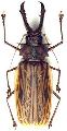 Macrodontia cervicornis