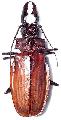 Macrodontia crenata