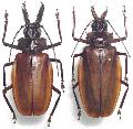Macrodontia crenata
