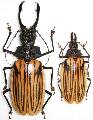 Macrodontia dejeani