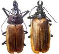 Macrodontia flavipennis