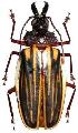 Macrodontia marechali