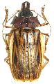 Macrodontia zischkai