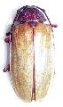 Agrianome spinicollis