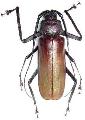 Anomophysis aegrota