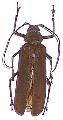 Rugosophysis grassator