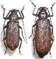 Anomophysis confusa